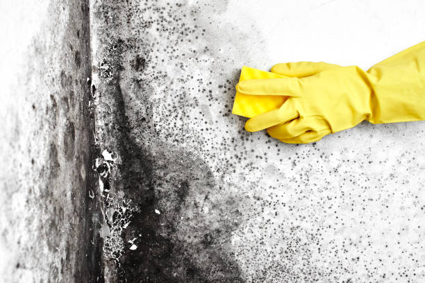 Professional Mold Remediation in Creedmoor, NC