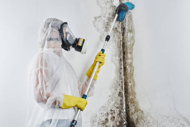 Best White Mold Remediation in Creedmoor, NC