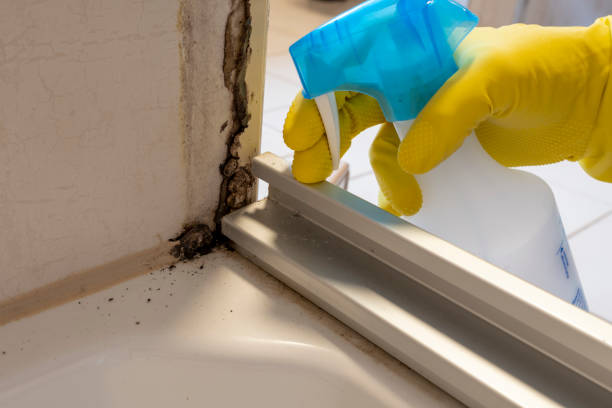 Professional Mold Remediation in Creedmoor, NC
