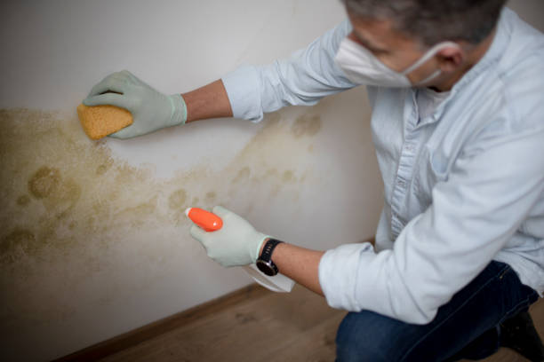 Best HVAC Mold Remediation in Creedmoor, NC