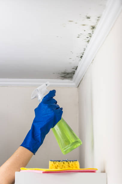 Best Attic Mold Remediation in Creedmoor, NC